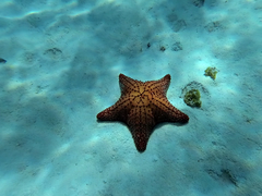 Oreaster reticulatus