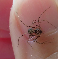 Scytodes globula