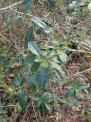 Lonicera periclymenum