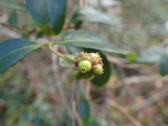 Lonicera periclymenum