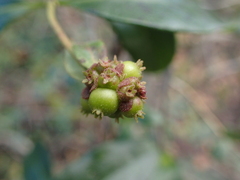 Lonicera periclymenum