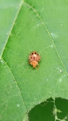 Epilachna tredecimnotata