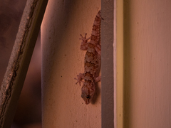 Chondrodactylus bibronii