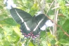 Parides bunichus
