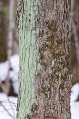 Lecanora thysanophora