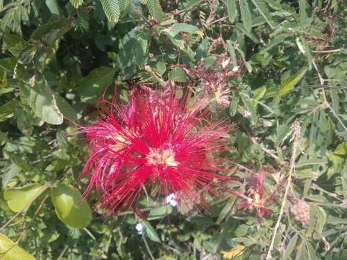 Image of Calliandra tweediei by (c) Ben Costamagna, some rights reserved (CC BY)