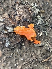 Dacrymyces chrysospermus