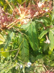 Calliandra tweediei