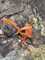 Dacrymyces chrysospermus