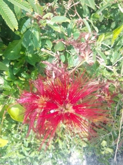 Calliandra tweediei