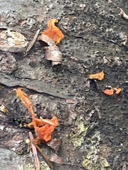 Dacrymyces chrysospermus