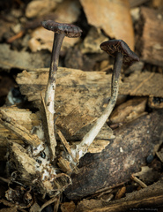 Gymnopus brassicolens