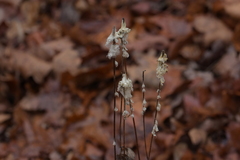 Anemone virginiana
