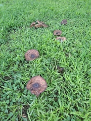 Rhacodium