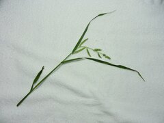 Paspalum pubiflorum