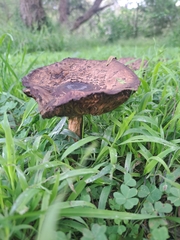 Rhacodium