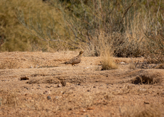 Pterocles namaqua