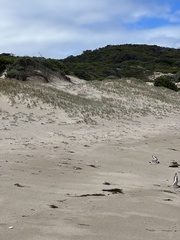 Thinornis cucullatus