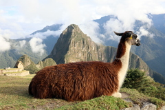 Lama