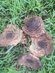 Rhacodium