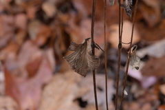 Anemone virginiana