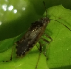 Heterogaster urticae