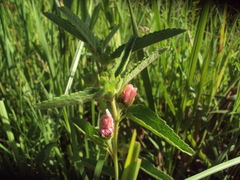 Pavonia distinguenda