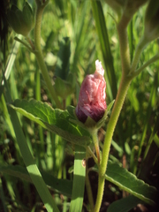 Pavonia distinguenda