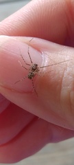 Scytodes globula