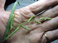 Paspalum pubiflorum
