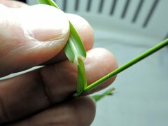 Paspalum pubiflorum