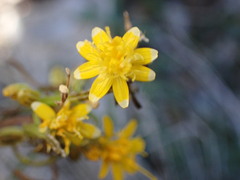 Gutierrezia californica