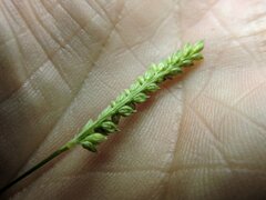 Paspalum pubiflorum