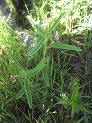 Pavonia distinguenda