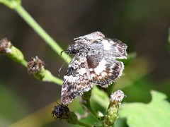 Chiomara georgina