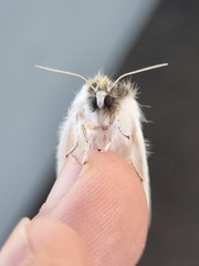 Trichiocercus sparshalli