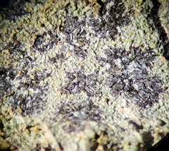 Opegrapha