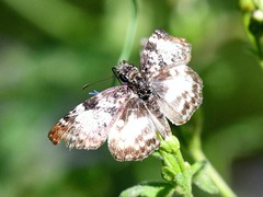 Chiomara georgina