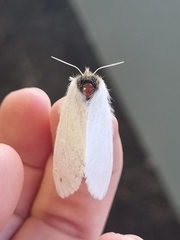 Trichiocercus sparshalli