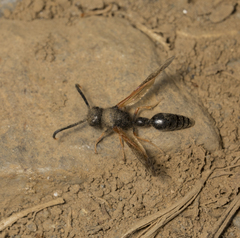 Protodiscoelius merula