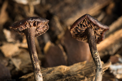 Gymnopus brassicolens