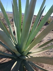 Agave fourcroydes