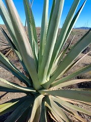 Agave fourcroydes