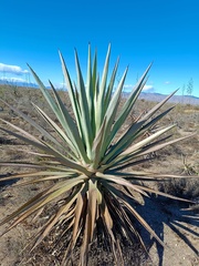 Agave fourcroydes