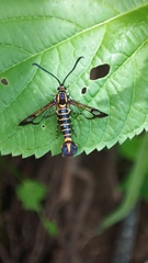Sesiidae