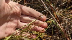 Symphyotrichum dumosum
