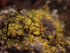 Flavoplaca