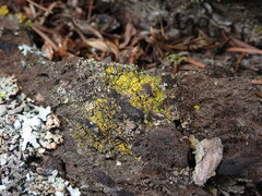 Flavoplaca