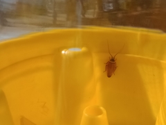 Ellipsidion australe