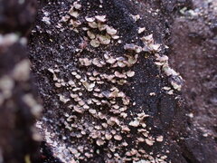 Hypocenomyce scalaris